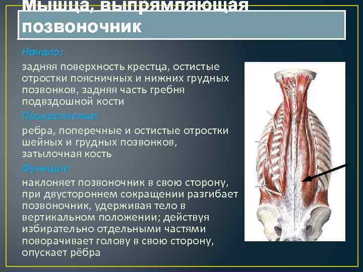 Мышца выпрямляющая позвоночник латынь