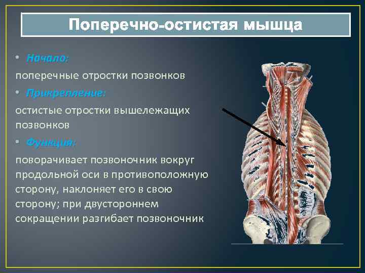 Остистая мышца. Поперечно остистая мышца функции. Поперечно-остистая мышца спины анатомия. Функция поперечно-остистой мышцы спины:. Поперчноостистая мышца.