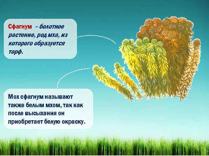 Сфагнум – болотное растение, род мха, из которого образуется торф. Мох сфагнум называют также