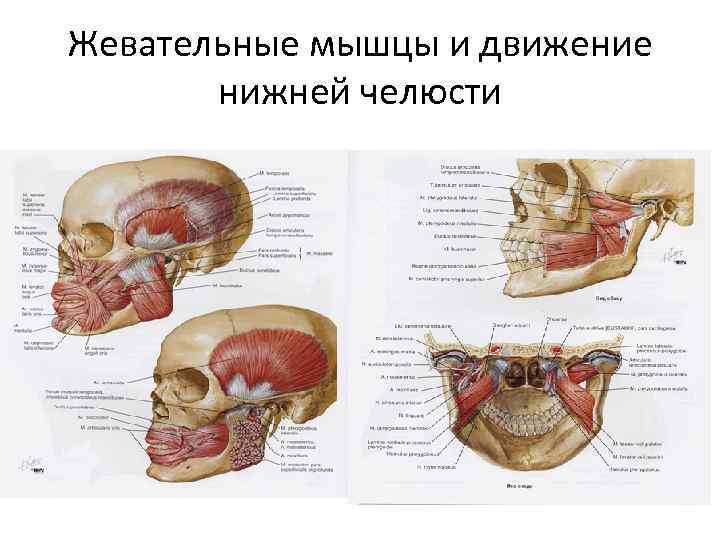 Жевательные мышцы и движение нижней челюсти 