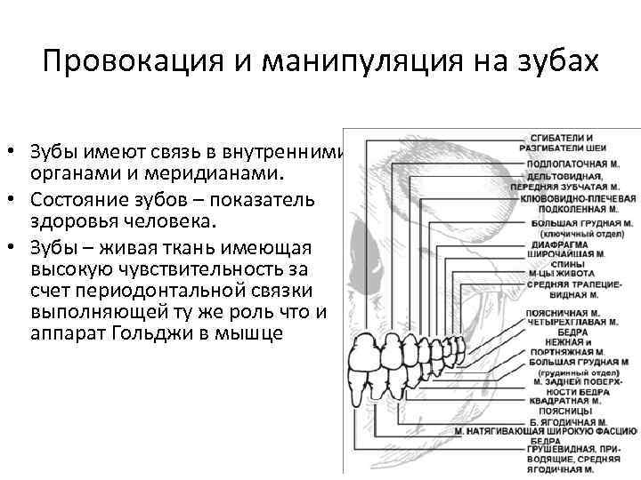 Провокация и манипуляция на зубах • Зубы имеют связь в внутренними органами и меридианами.