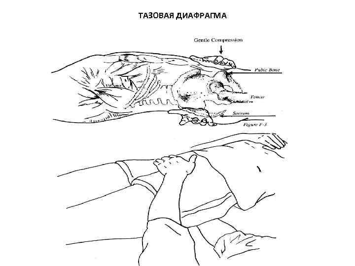 ТАЗОВАЯ ДИАФРАГМА 