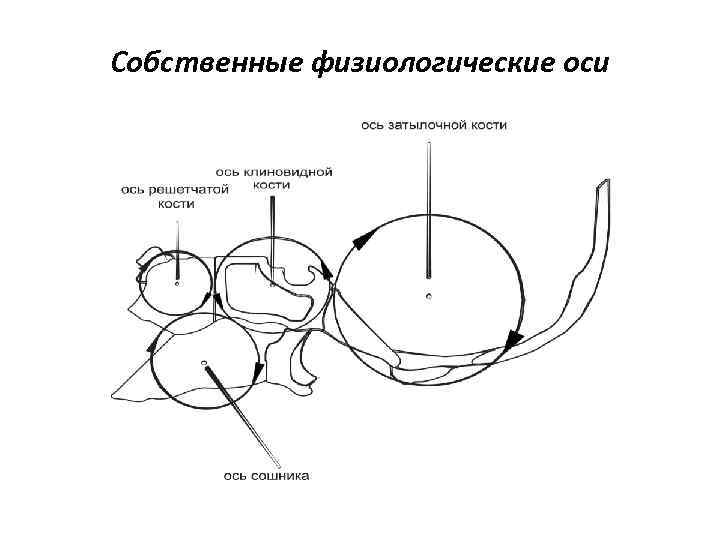 Собственные физиологические оси 