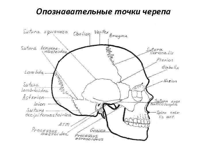 Опознавательные точки черепа 