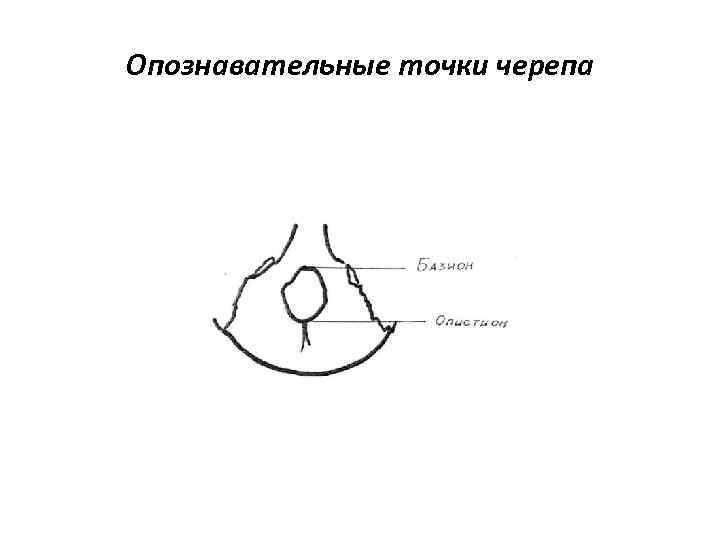 Опознавательные точки черепа 