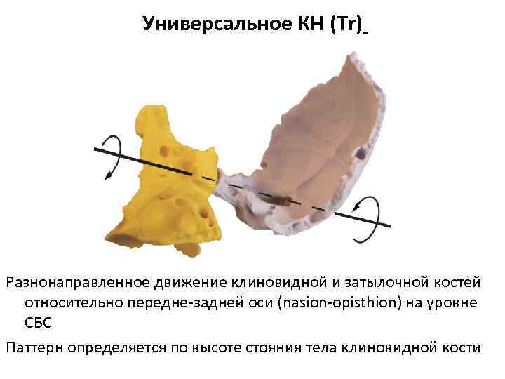 Универсальное КН (Тr) Разнонаправленное движение клиновидной и затылочной костей относительно передне-задней оси (nasion-opisthion) на