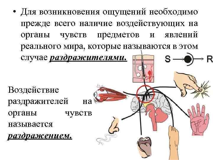  • Для возникновения ощущений необходимо прежде всего наличие воздействующих на органы чувств предметов