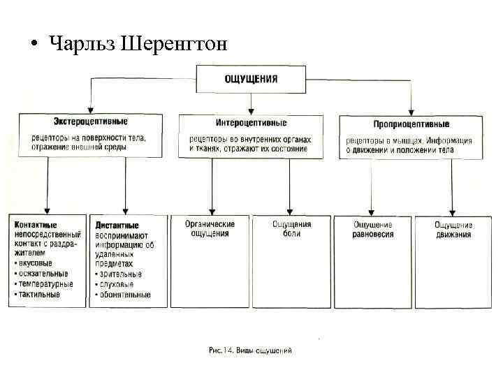  • Чарльз Шеренгтон 