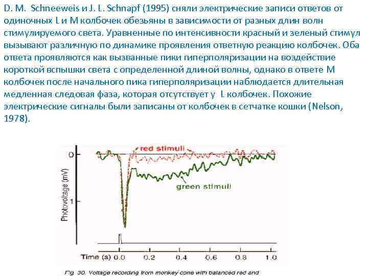 D. M. Schneeweis и J. L. Schnapf (1995) сняли электрические записи ответов от одиночных