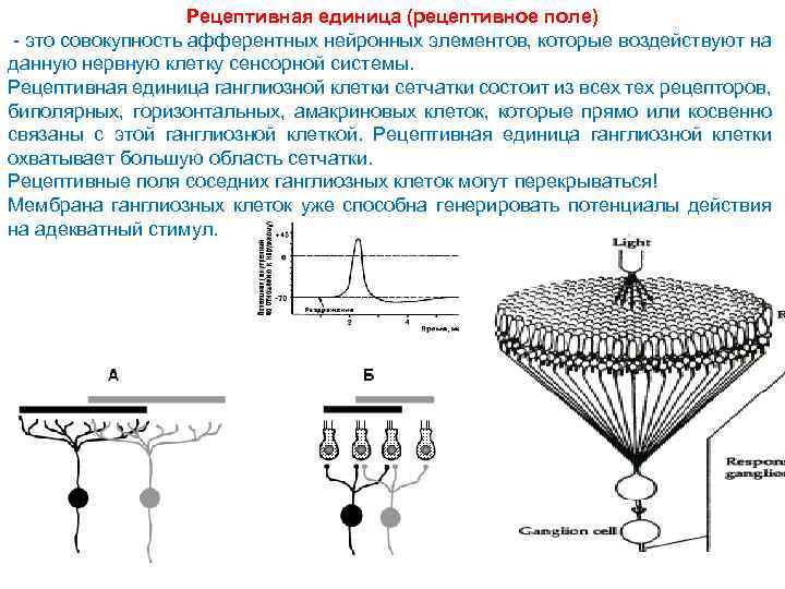 Рецептивная единица (рецептивное поле) - это совокупность афферентных нейронных элементов, которые воздействуют на данную