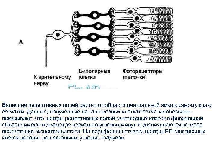 Величина рецептивных полей растет от области центральной ямки к самому краю сетчатки. Данные, полученные