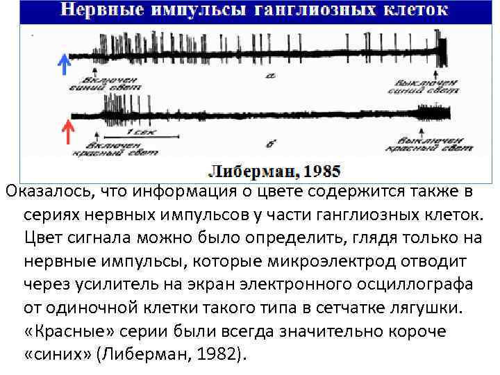 Оказалось, что информация о цвете содержится также в сериях нервных импульсов у части ганглиозных