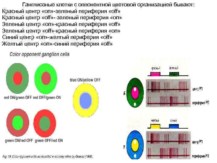 Ганглиозные клетки с оппонентной цветовой организацией бывают: Красный центр «on» -зеленый периферия «off» Красный