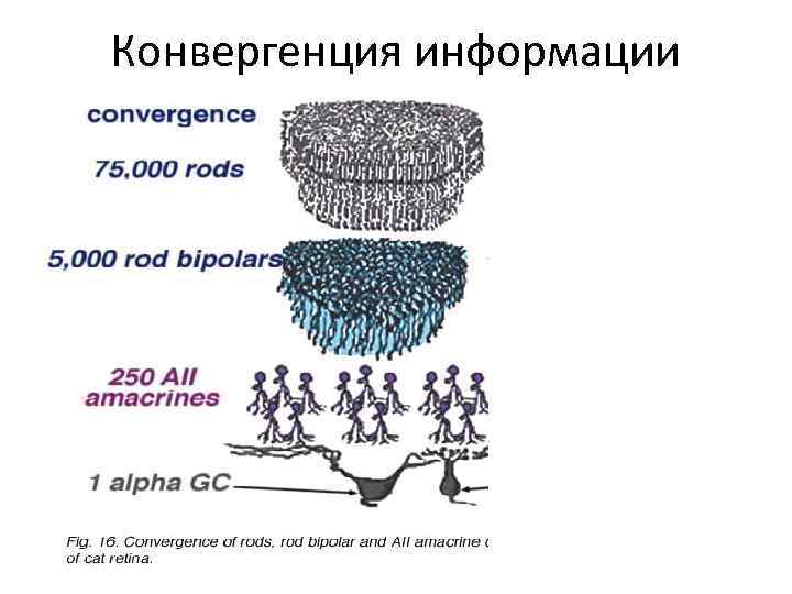 Конвергенция информации 