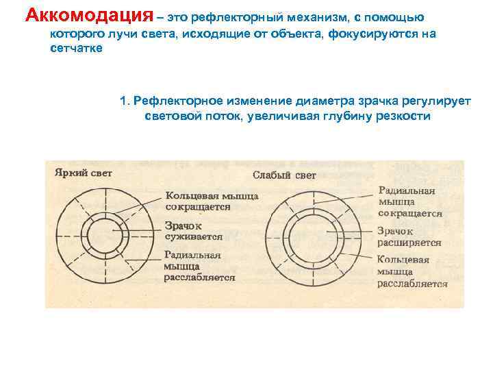 Аккомодация – это рефлекторный механизм, с помощью которого лучи света, исходящие от объекта, фокусируются