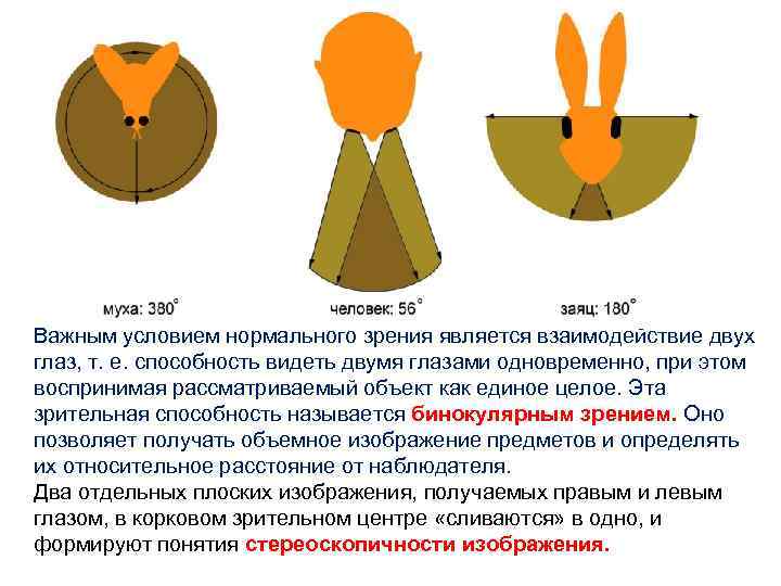 Важным условием нормального зрения является взаимодействие двух глаз, т. е. способность видеть двумя глазами