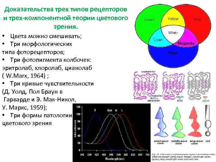 Пигмент йодопсин. Эритролаб цианолаб хлоролаб. Спектральная чувствительность колбочек. Теории цветового зрения. График чувствительности колбочек.