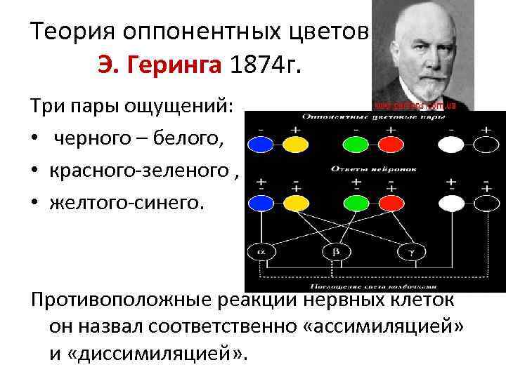 Теория оппонентных цветов Э. Геринга 1874 г. Три пары ощущений: • черного – белого,