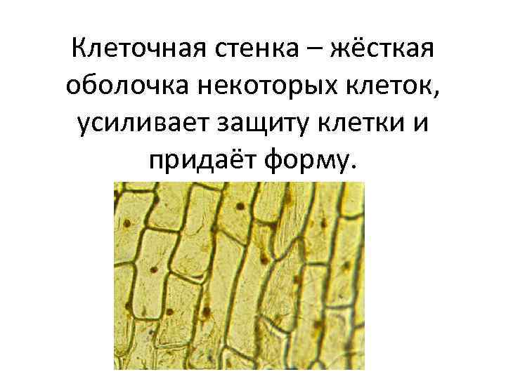 Клеточная стенка – жёсткая оболочка некоторых клеток, усиливает защиту клетки и придаёт форму. 
