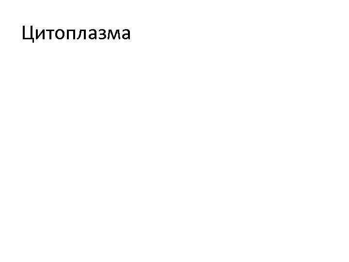 Цитоплазма 