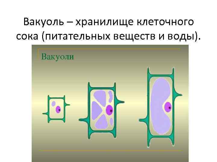 Вакуоль – хранилище клеточного сока (питательных веществ и воды). 