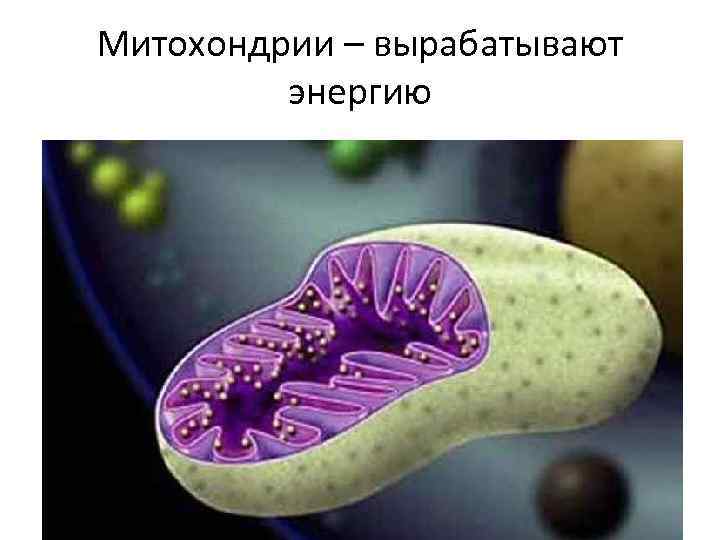 Митохондрии – вырабатывают энергию 