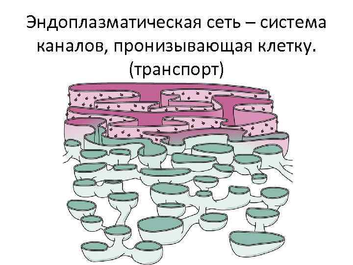 Эндоплазматическая сеть – система каналов, пронизывающая клетку. (транспорт) 