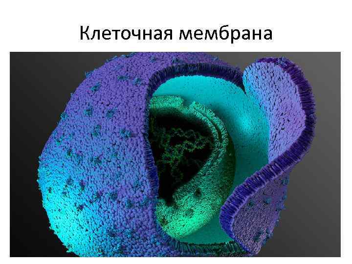 Живая клетка мембрана. Лейкоцитарная клетка ограничена цитоплазматической мембраной.