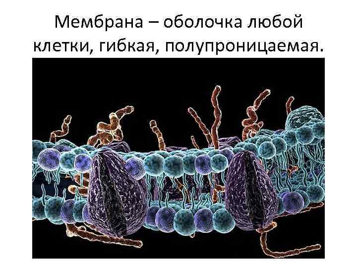 Мембрана – оболочка любой клетки, гибкая, полупроницаемая. 