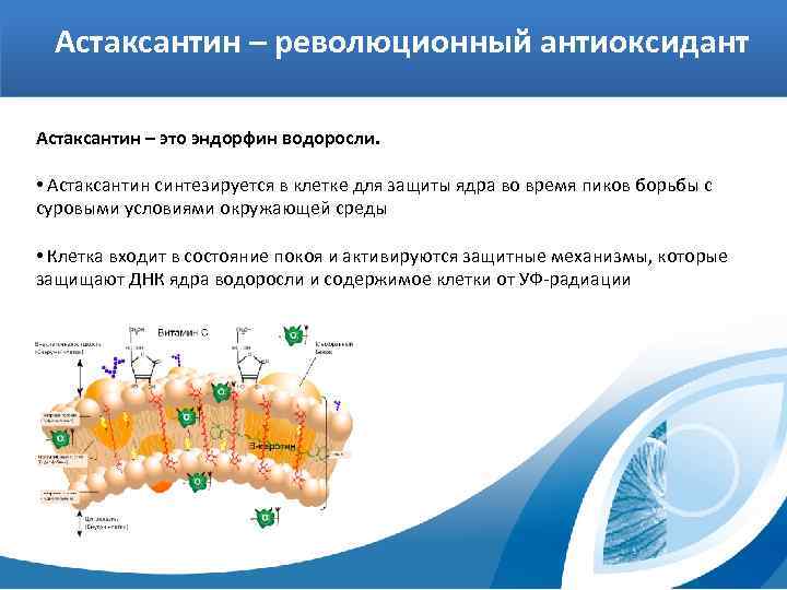 Астаксантин – революционный антиоксидант Астаксантин – это эндорфин водоросли. • Астаксантин синтезируется в клетке