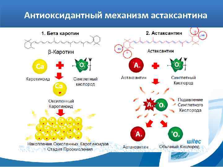 Антиоксидантный механизм астаксантина 