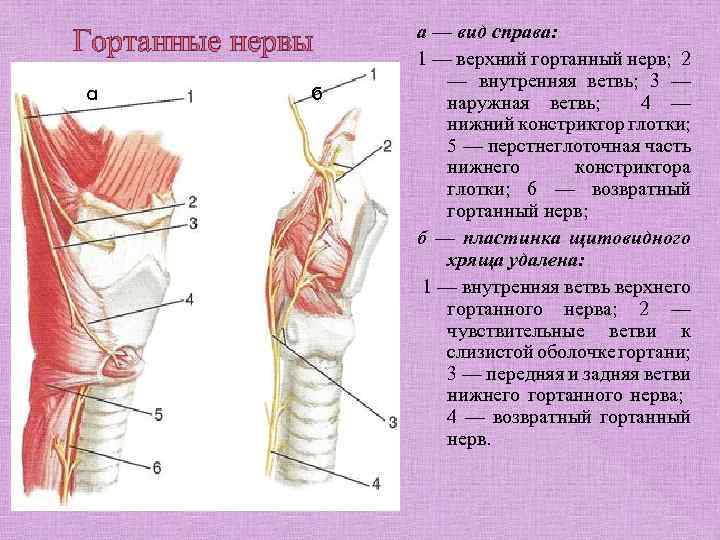 Гортанные нервы а б а — вид справа: 1 — верхний гортанный нерв; 2