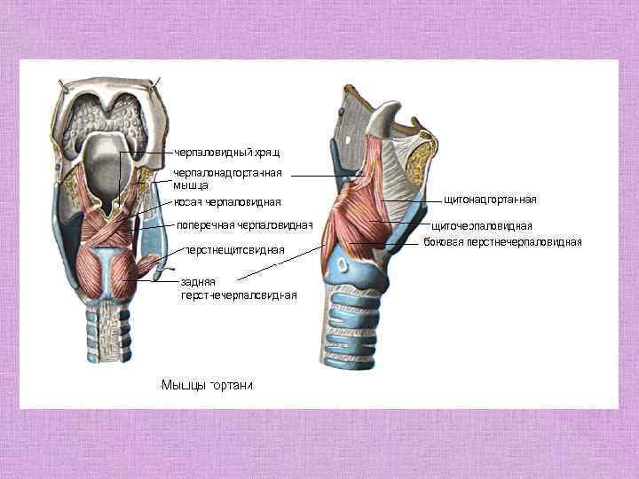 Парезы и параличи гортани презентация