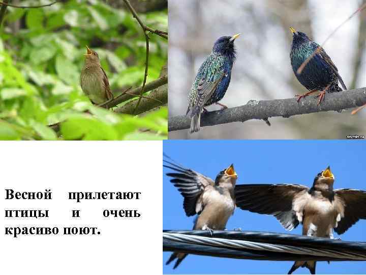 Весной прилетают птицы и очень красиво поют. 