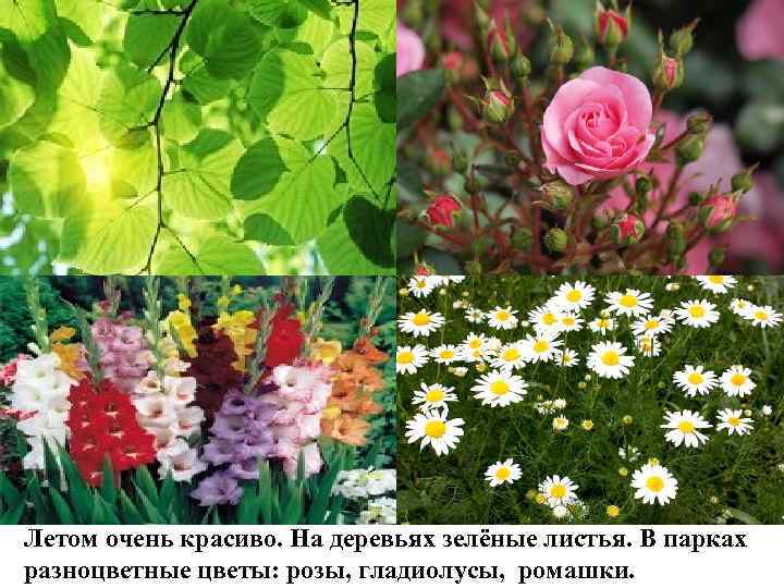 Летом очень красиво. На деревьях зелёные листья. В парках разноцветные цветы: розы, гладиолусы, ромашки.