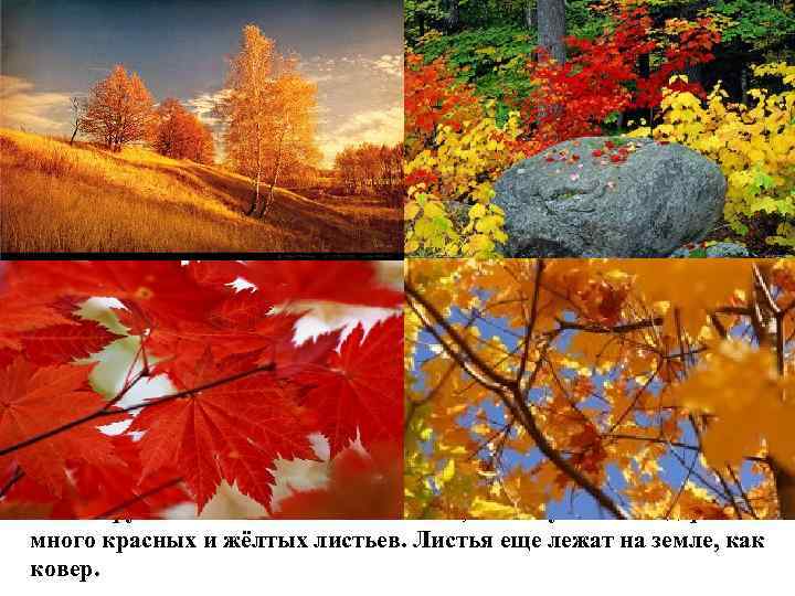 В Беларуси осень называют золотой, потому что на деревьях много красных и жёлтых листьев.