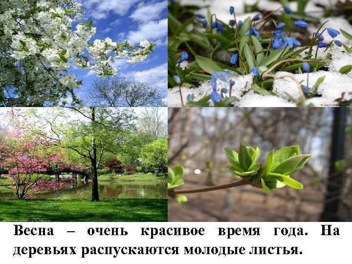 Весна – очень красивое время года. На деревьях распускаются молодые листья. 