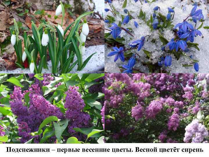 Подснежники – первые весенние цветы. Весной цветёт сирень 