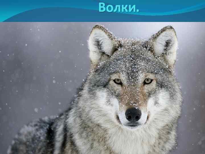 Волки. 