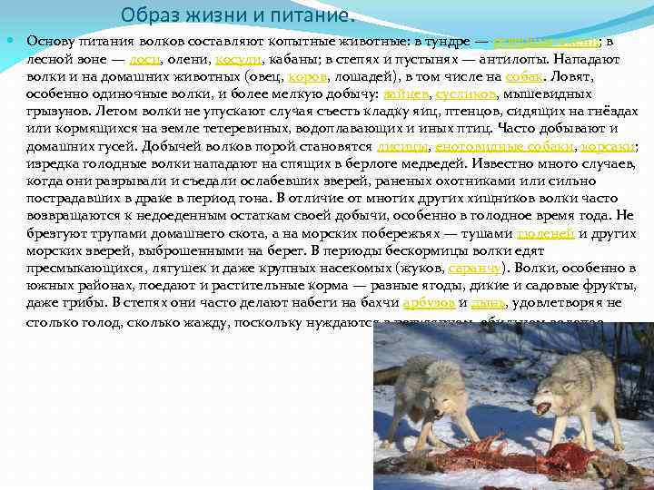 Образ жизни и питание. Основу питания волков составляют копытные животные: в тундре — северные