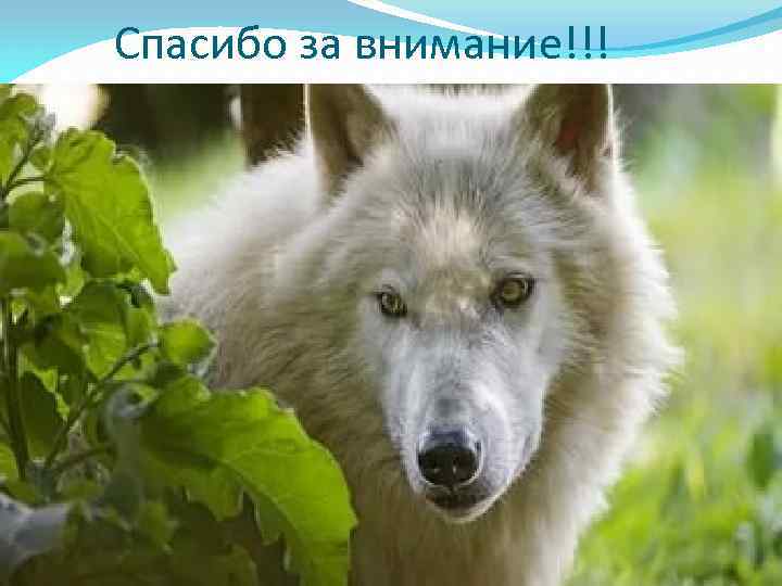 Спасибо за внимание!!! 