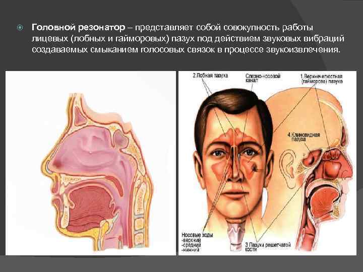  Головной резонатор – представляет собой совокупность работы лицевых (лобных и гайморовых) пазух под