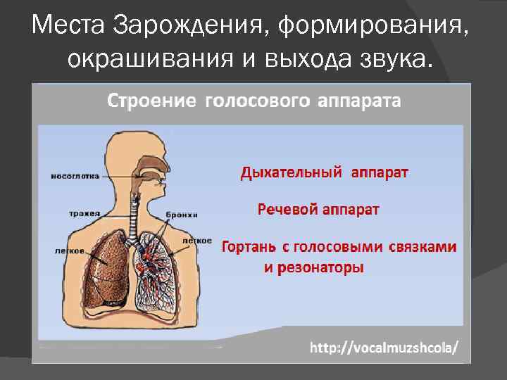 Места Зарождения, формирования, окрашивания и выхода звука. 