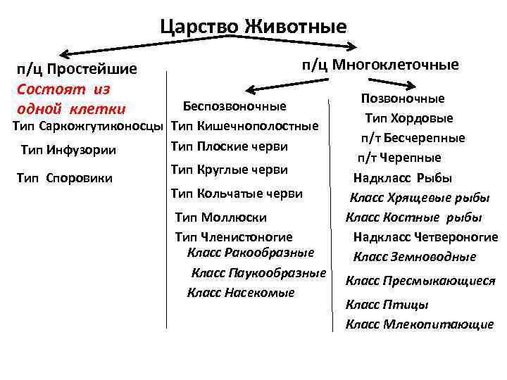 Царство Животные п/ц Простейшие Состоят из одной клетки п/ц Многоклеточные Беспозвоночные Тип Саркожгутиконосцы Тип