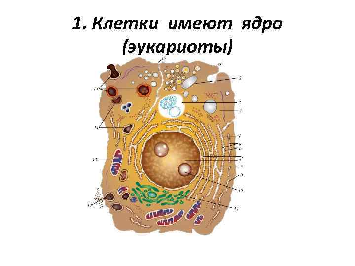 1. Клетки имеют ядро (эукариоты) 