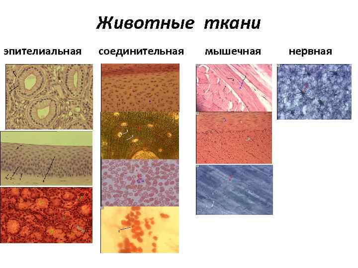 Животные ткани эпителиальная соединительная мышечная нервная 