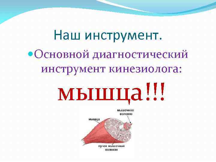 Наш инструмент. Основной диагностический инструмент кинезиолога: мышца!!! 