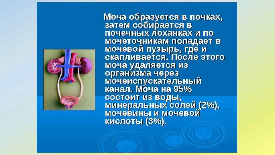 Анатомо физиологические особенности мочевыделительной системы презентация