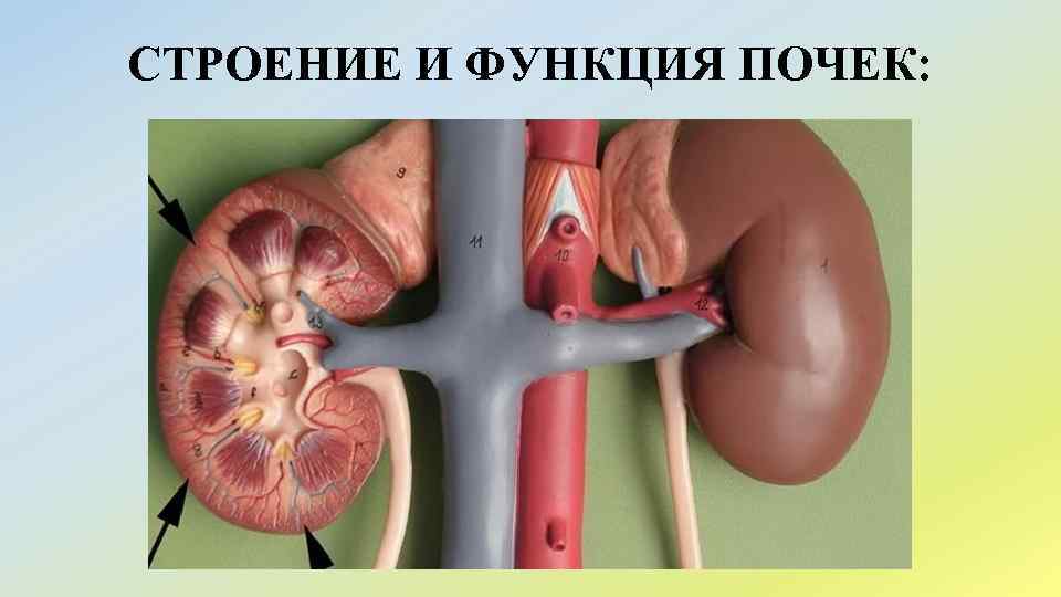 СТРОЕНИЕ И ФУНКЦИЯ ПОЧЕК: 