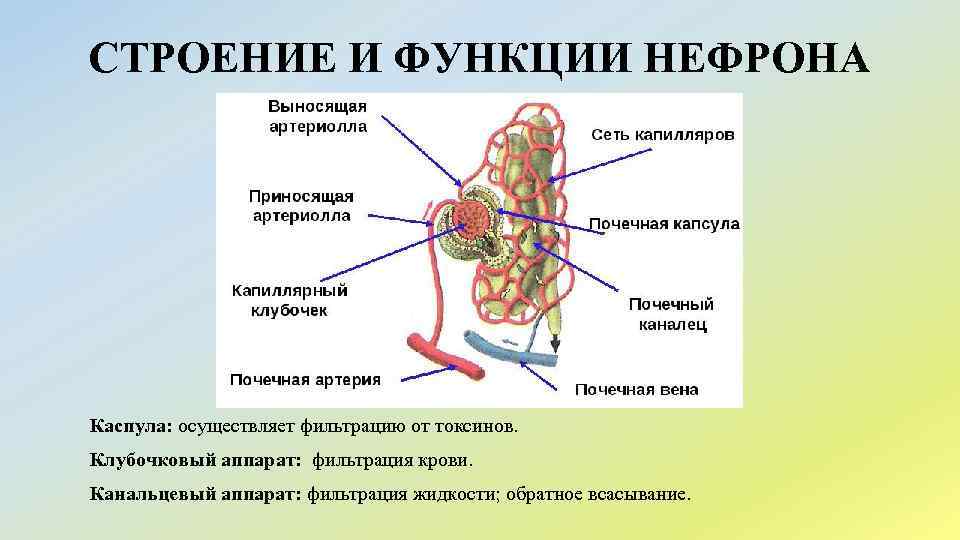 СТРОЕНИЕ И ФУНКЦИИ НЕФРОНА Каспула: осуществляет фильтрацию от токсинов. Клубочковый аппарат: фильтрация крови. Канальцевый